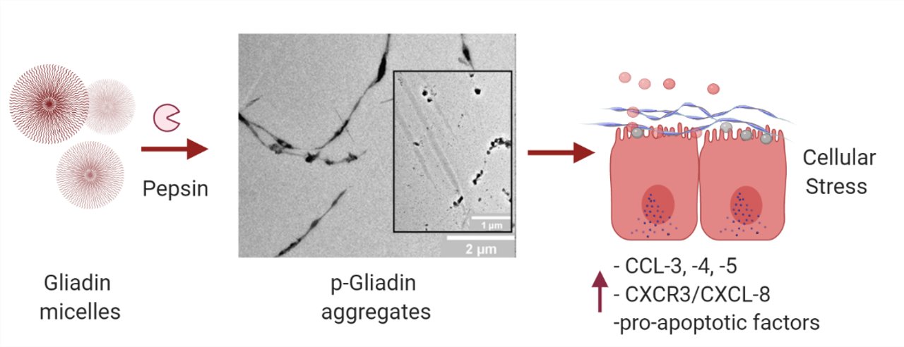 Gliadin nanostructures paper figure